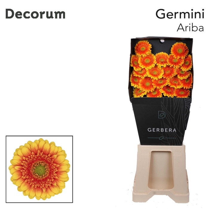 <h4>Germini Ariba Diamond</h4>