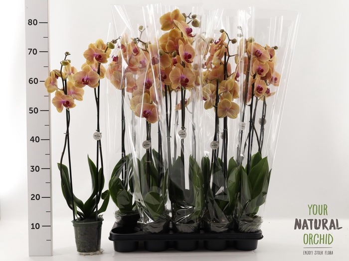 <h4>PHAL CARIBBEAN DREAM</h4>