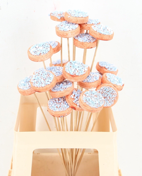 <h4>HUIS EN TUINDECO H%</h4>