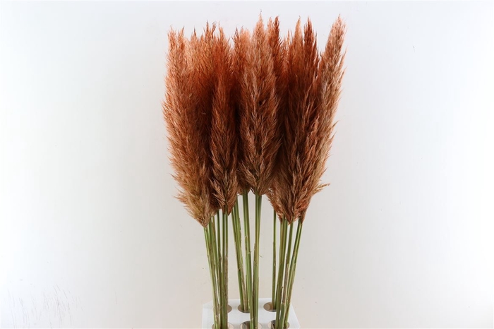 <h4>Cortaderia Opgetrokken Koper Bruin Stem</h4>