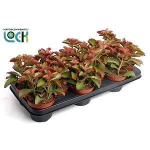 Kalanchoë Pinatum