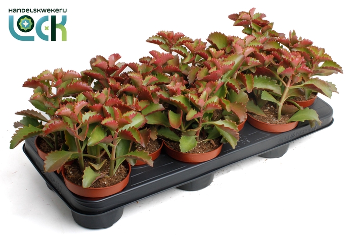 <h4>Kalanchoë Pinatum</h4>