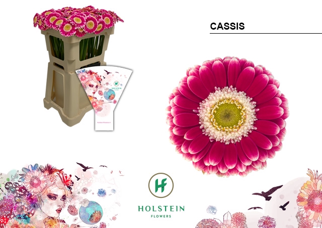 <h4>GE MI Cassis emmer hoes x80</h4>