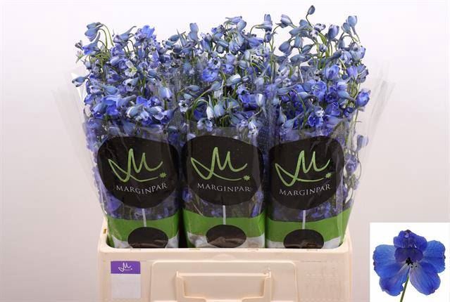 <h4>Delph Bella Andes Azure</h4>