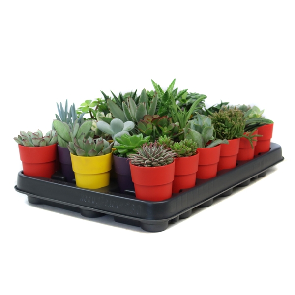 <h4>Succulent 5,5 cm in plastic tango sierpot</h4>