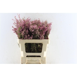 Kaaps Erica Cubica