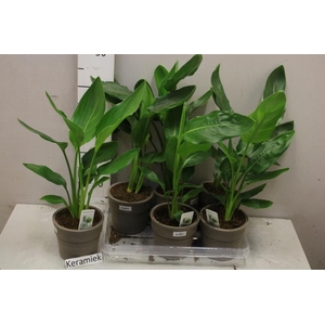 STRELITZIA REGINAE