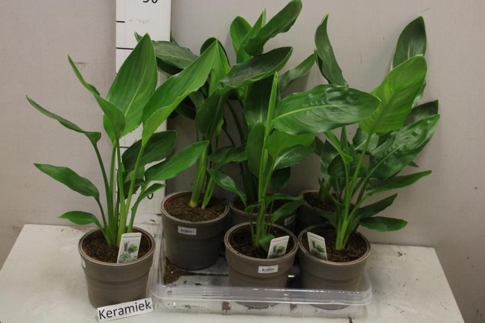 <h4>STRELITZIA REGINAE</h4>