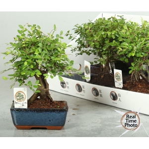 BONSAI GEM