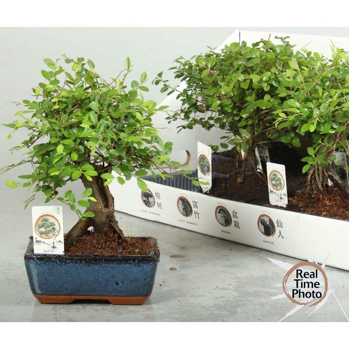 <h4>BONSAI GEM</h4>