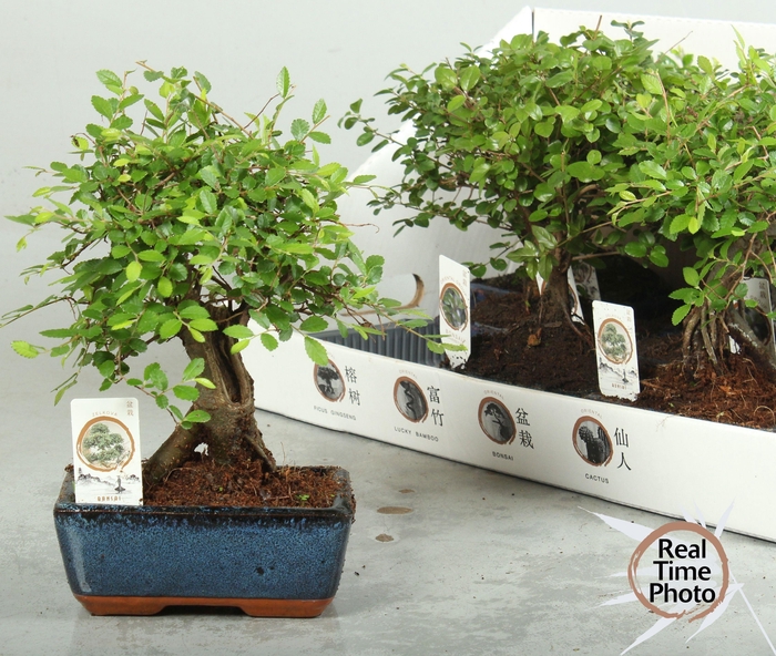BONSAI GEM