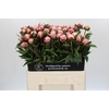 Paeonia Sarah Bernhardt