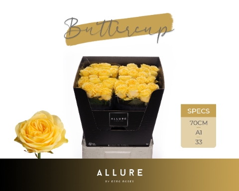 <h4>R GR BUTTERCUP ALLURE</h4>