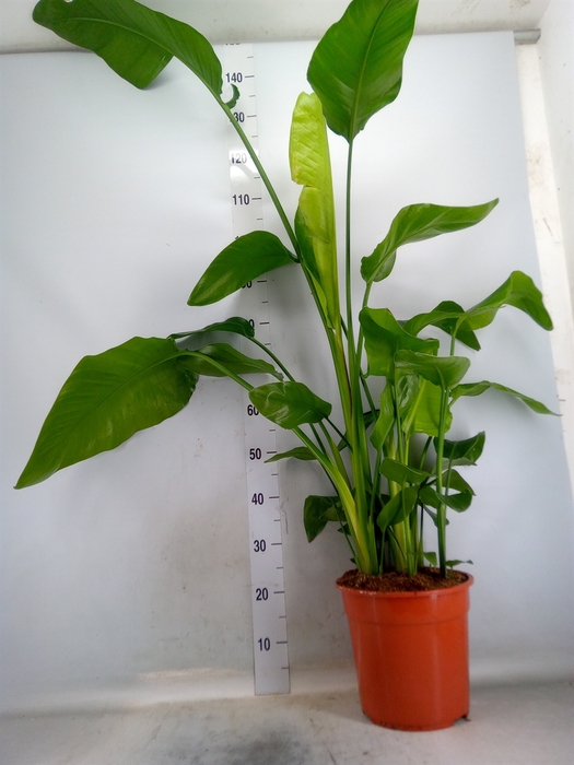 <h4>Strelitzia nicolai</h4>