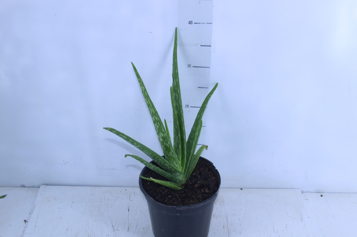 <h4>ALOE (BABOSA) P17</h4>