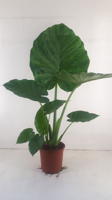 <h4>Alocasia macrorrhiza</h4>