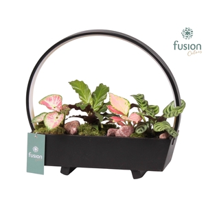 Lamp LED boog hout met Trendy groene planten