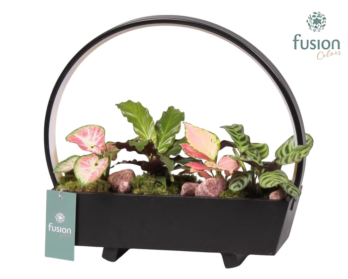 <h4>Lamp LED boog hout met Trendy groene planten</h4>