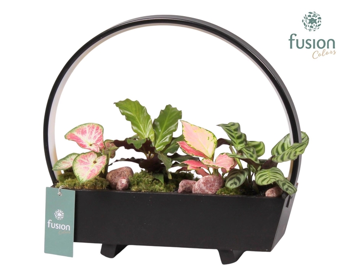 <h4>Lamp LED boog hout met Trendy groene planten</h4>