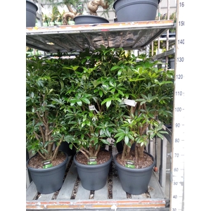 Schefflera arbor. 'Compacta'