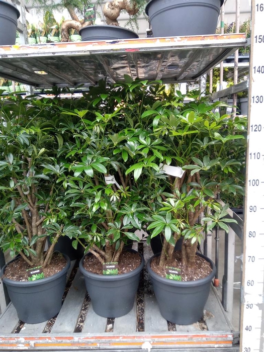 <h4>Schefflera arbor. 'Compacta'</h4>