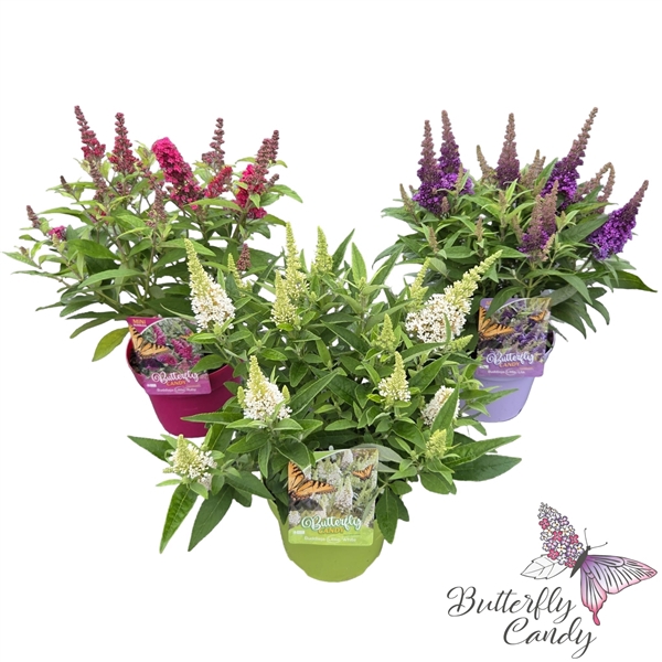<h4>Buddleja d. 'Little Butterfly Candy' ® Mix</h4>