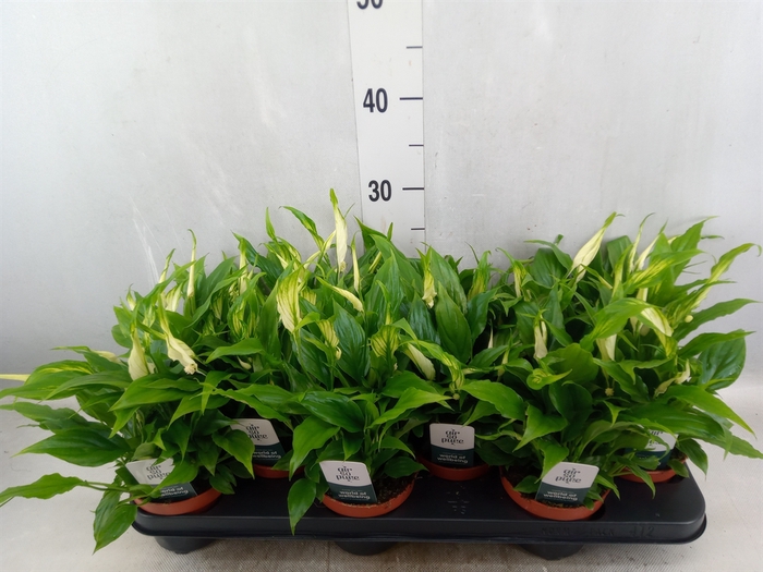 <h4>Spathiphyllum  'Chopin'</h4>