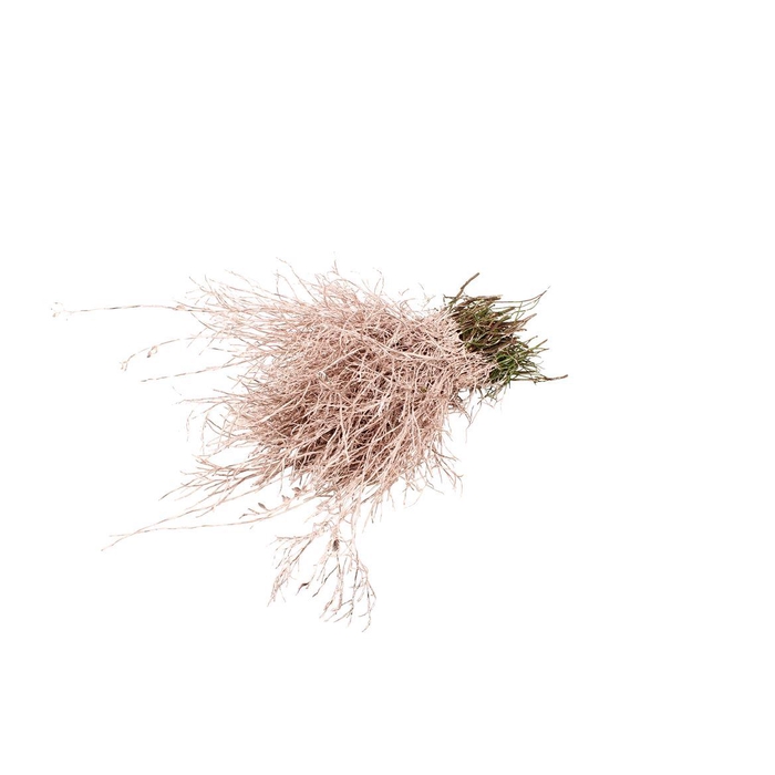 <h4>Heidelbeer Champagne</h4>