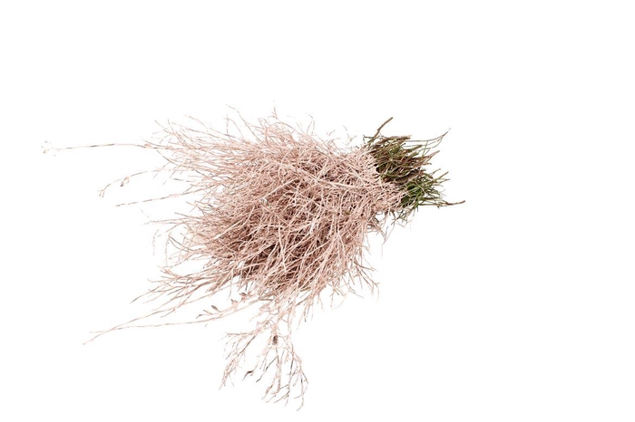 <h4>Heidelbeer Geverfd Champagne</h4>