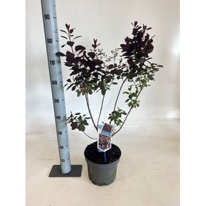 COTI CO ROYAL PURPLE