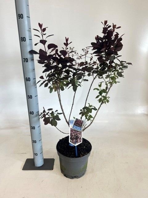 <h4>COTI CO ROYAL PURPLE</h4>