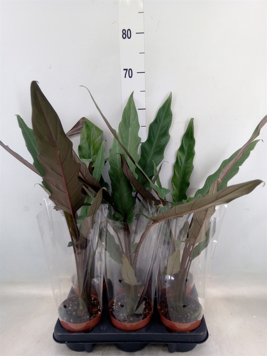 <h4>Alocasia lauterbachiana</h4>