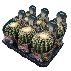 ECHINOC GRU F INTERM