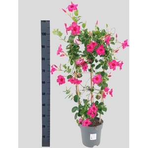 MANDE SUN FASH PINK