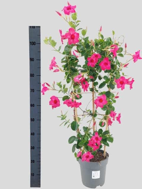 <h4>MANDE SUN FASH PINK</h4>