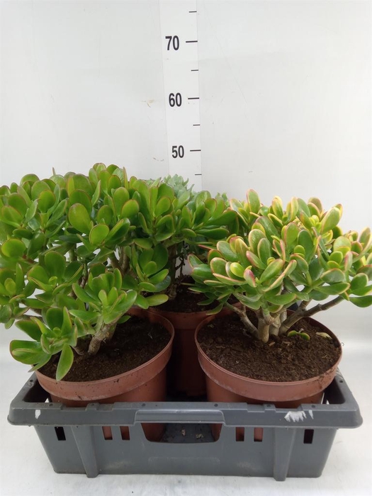 <h4>Crassula   ...mix</h4>