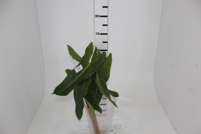 <h4>FOLHAGEM PHILODENDRON BILLIETIAE 040 CM</h4>