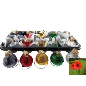 BLOEMBOL HIPPEASTRUM