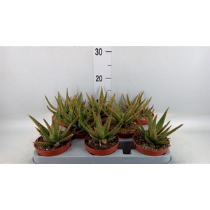 Aloe   ...