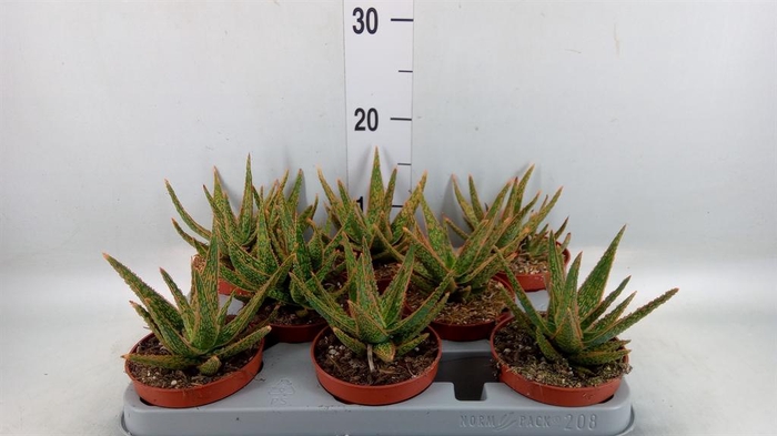 <h4>Aloe ...</h4>