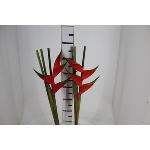 HELICONIA BIHAI