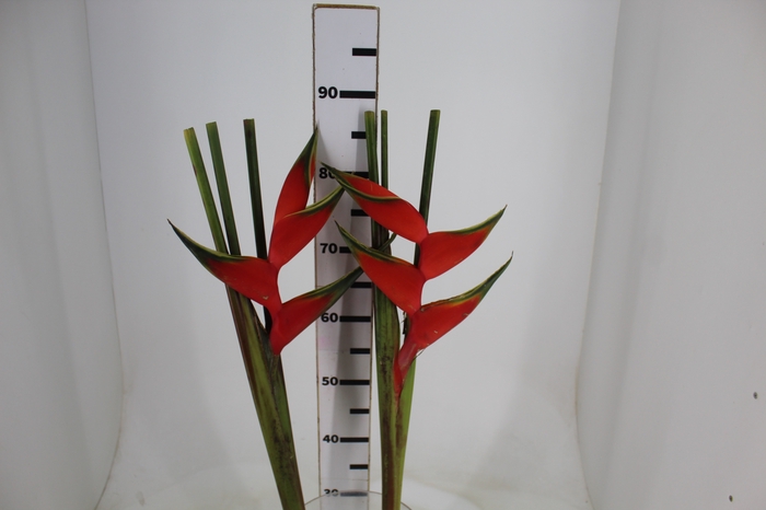 <h4>HELICONIA BIHAI</h4>