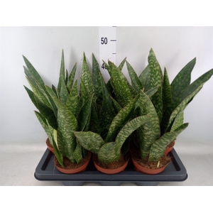 Sansevieria   ...