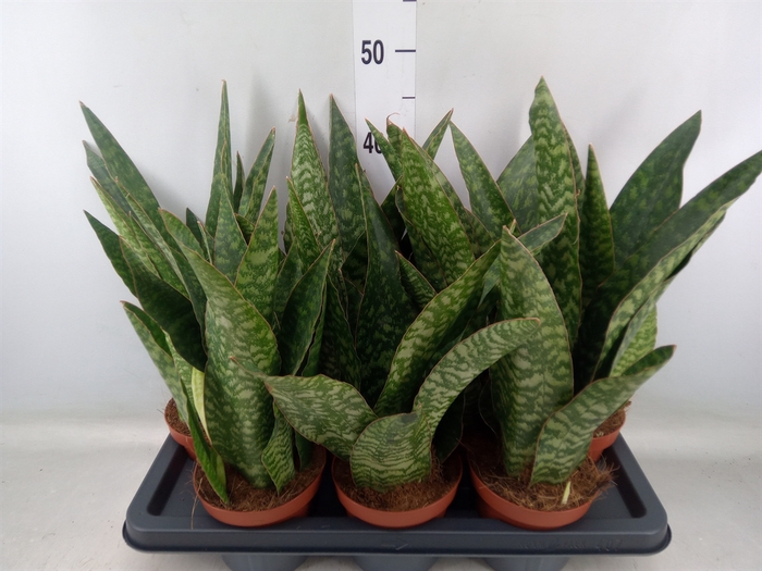 <h4>Sansevieria   ...</h4>