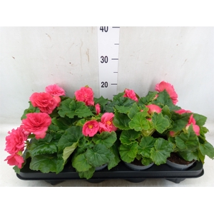 Begonia tuber. 'Fortune Dark Rose'