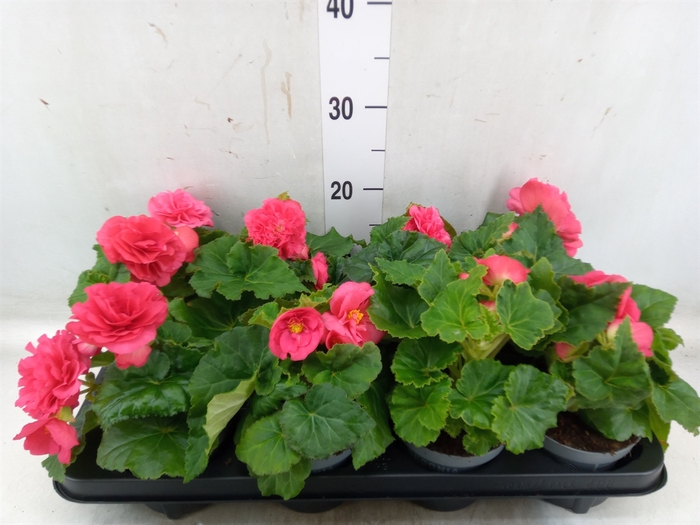 <h4>Begonia tuber. 'Fortune Dark Rose'</h4>