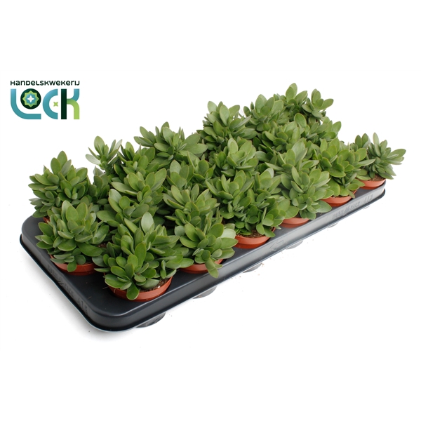 <h4>Crassula Moneymaker</h4>