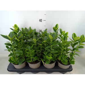 Euonymus japon. 'Aureomarginatus'