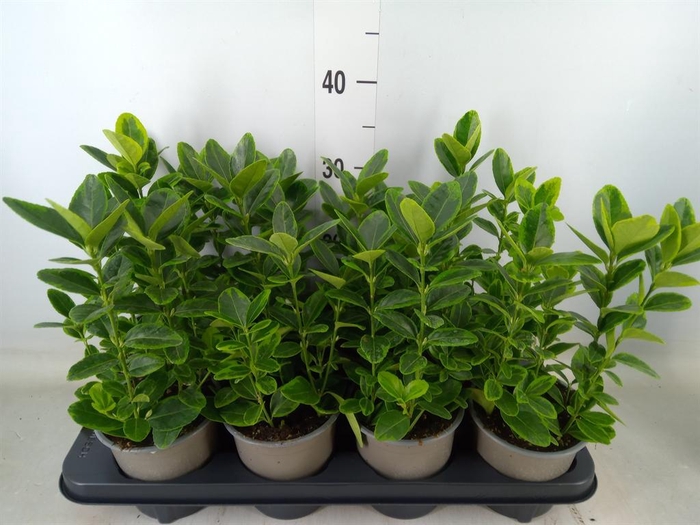 <h4>Euonymus japon. 'Aureomarginatus'</h4>