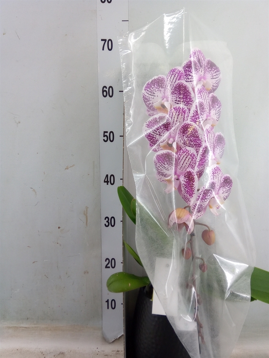 <h4>Phalaenopsis   ...lilac</h4>